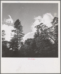 Shasta County, California. Trees and clouds