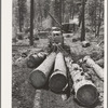 Grant County, Oregon. Malheur National Forest. Diesel caterpillar tractor snaking logs out of woods