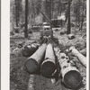 Grant County, Oregon. Malheur National Forest. Diesel caterpillar tractor snaking logs out of woods