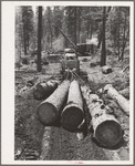 Grant County, Oregon. Malheur National Forest. Diesel caterpillar tractor snaking logs out of woods