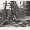 Grant County, Oregon. Malheur National Forest. Diesel caterpillar tractor snaking logs out of woods
