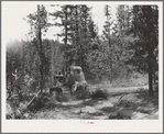 Grant County, Oregon. Malheur National Forest. Diesel caterpillar tractor snaking logs out of woods