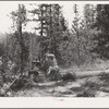Grant County, Oregon. Malheur National Forest. Diesel caterpillar tractor snaking logs out of woods