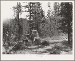 Grant County, Oregon. Malheur National Forest. Diesel caterpillar tractor snaking logs out of woods