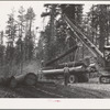 Grant County, Oregon. Malheur National Forest. Caterpillar tractors bringing logs to central point for loading on trucks