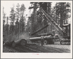 Grant County, Oregon. Malheur National Forest. Caterpillar tractors bringing logs to central point for loading on trucks