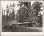 Grant County, Oregon. Malheur National Forest. Caterpillar tractors bringing logs to central point for loading on trucks