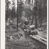 Grant County, Oregon. Malheur National Forest. Caterpillar tractors snaking logs to the place where they are loaded onto trucks