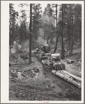 Grant County, Oregon. Malheur National Forest. Caterpillar tractors snaking logs to the place where they are loaded onto trucks