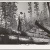 Grant County, Oregon. Malheur National Forest. Logs being loaded onto trucks