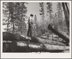 Grant County, Oregon. Malheur National Forest. Logs being loaded onto trucks
