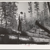Grant County, Oregon. Malheur National Forest. Logs being loaded onto trucks