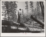 Grant County, Oregon. Malheur National Forest. Logs being loaded onto trucks
