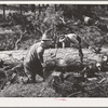 Grant County, Oregon. Malheur National Forest. Lumberjacks sawing up a log