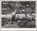 Grant County, Oregon. Malheur National Forest. Lumberjacks sawing up a log