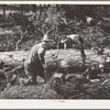 Grant County, Oregon. Malheur National Forest. Lumberjacks sawing up a log