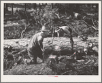 Grant County, Oregon. Malheur National Forest. Lumberjacks sawing up a log