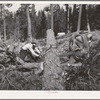 Grant County, Oregon. Malheur National Forest. Lumberjacks sawing up a log