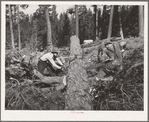 Grant County, Oregon. Malheur National Forest. Lumberjacks sawing up a log
