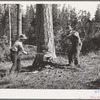 Grant County, Oregon. Malheur National Forest. Lumberjacks at work making undercut in falling a tree