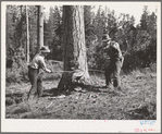 Grant County, Oregon. Malheur National Forest. Lumberjacks at work making undercut in falling a tree