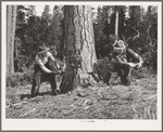 Grant County, Oregon. Malheur National Forest. Lumberjacks sawing down a tree