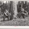 Grant County, Oregon. Malheur National Forest. Lumberjacks sawing down a tree