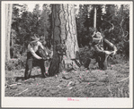 Grant County, Oregon. Malheur National Forest. Lumberjacks sawing down a tree