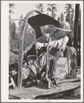 Grant County, Oregon. Malheur National Forest. Diesel Caterpillar operator