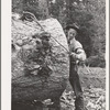 Grant County, Oregon. Malheur National Forest. Lumberjack hitching cable on log which will be loaded onto truck