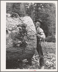 Grant County, Oregon. Malheur National Forest. Lumberjack hitching cable on log which will be loaded onto truck