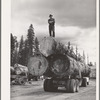Grant County, Oregon. Malheur National Forest. Lumberjack on truckload of logs