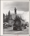 Grant County, Oregon. Malheur National Forest. Lumberjack on truckload of logs