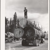 Grant County, Oregon. Malheur National Forest. Lumberjack on truckload of logs