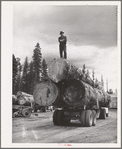 Grant County, Oregon. Malheur National Forest. Lumberjack on truckload of logs