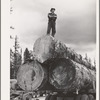 Grant County, Oregon. Malheur National Forest. Lumberjack on truckload of logs