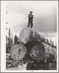 Grant County, Oregon. Malheur National Forest. Lumberjack on truckload of logs