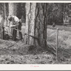 Grant County, Oregon. Malheur National Forest. "Rubberman" in operation when lumberjack who is sawing down a tree does not have a partner