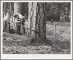 Grant County, Oregon. Malheur National Forest. "Rubberman" in operation when lumberjack who is sawing down a tree does not have a partner