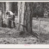 Grant County, Oregon. Malheur National Forest. "Rubberman" in operation when lumberjack who is sawing down a tree does not have a partner