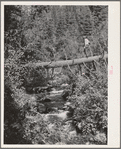 Ola, Idaho. FSA (Farm Security Administration) Ola self-help cooperative. A member in timber which is available for the sawmill