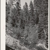 Ola, Idaho. FSA (Farm Security Administration) Ola self-help cooperative. Part of the timber resources. The members needed an extension of the road leading into the timber so the Forest Service lent them the mechanized equipment and the members built the
