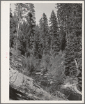 Ola, Idaho. FSA (Farm Security Administration) Ola self-help cooperative. Part of the timber resources. The members needed an extension of the road leading into the timber so the Forest Service lent them the mechanized equipment and the members built the