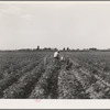 Rupert, Idaho. Former CCC (Civilian Conservation Corps) camp now under FSA (Farm Security Administration) management. Japanese-American boy cultivating potatoes