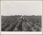 Rupert, Idaho. Former CCC (Civilian Conservation Corps) camp now under FSA (Farm Security Administration) management. Japanese-American boy cultivating potatoes