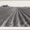 Rupert, Idaho (vicinity). Potato field