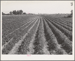 Rupert, Idaho (vicinity). Potato field