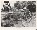 Japanese Americans living at the CCC camp now under FSA management.  Beautify the grounds