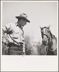 Ola, Idaho. Cowboy who cares for beef cattle of members of the Ola self-help cooperative