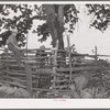 Primitive hog pen built by itinerant statue maker and day laborer camped on Poteau Creek near Spiro, Oklahoma. Sequoyah County